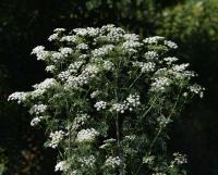 Bolehlav plamatý (Conium maculatum)