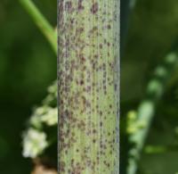 Bolehlav plamatý (Conium maculatum)