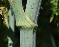 Bolehlav plamatý (Conium maculatum)