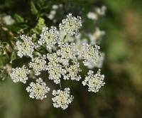 Bolehlav plamatý (Conium maculatum)
