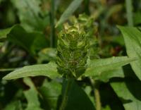 Černohlávek dřípený (Prunella laciniata)