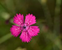 Hvozdík kropenatý (Dianthus deltoides)