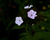 Hvozdík vousatý (Dianthus barbatus)