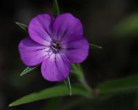 Koukol polní (Agrostemma githago)