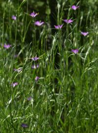 Koukol polní (Agrostemma githago)