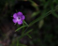 Koukol polní (Agrostemma githago)