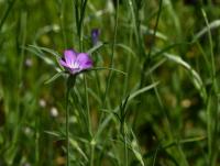 Koukol polní (Agrostemma githago)