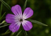 Koukol polní (Agrostemma githago)