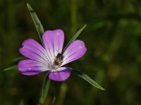 Koukol polní (Agrostemma githago)