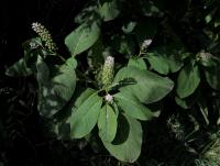 Líčidlo jedlé (Phytolacca esculenta)