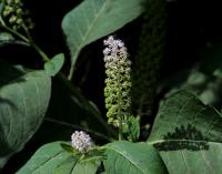 Líčidlo jedlé (Phytolacca esculenta)