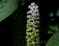 Líčidlo jedlé (Phytolacca esculenta)