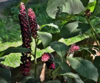 Líčidlo jedlé (Phytolacca esculenta)
