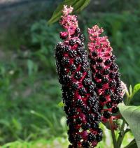 Líčidlo jedlé (Phytolacca esculenta)