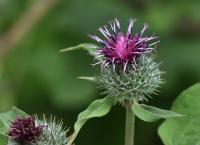 Lopuch plstnatý (Arctium tomentosum)