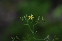 Mléčka zední (Mycelis muralis)