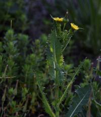 Mléč drsný (Sonchus asper)