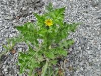 Mléč drsný (Sonchus asper)