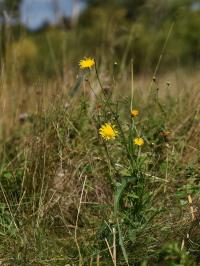 Mléč rolní (Sonchus arvensis)