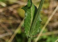 Mléč rolní (Sonchus arvensis)