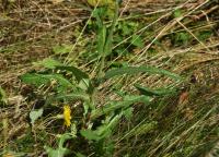 Mléč rolní (Sonchus arvensis)