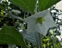 Mochyně židovská (Physalis alkekengi)