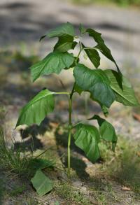 Mochyně židovská (Physalis alkekengi)