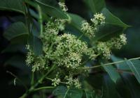 Pajasan žláznatý (Ailanthus altissima)