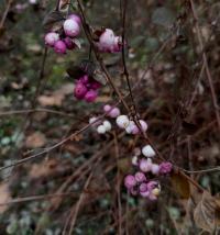 Pámelník červenoplodý (Symphoricarpos orbiculatus)