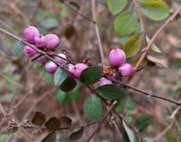 Pámelník červenoplodý (Symphoricarpos orbiculatus)