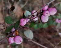 Pámelník červenoplodý (Symphoricarpos orbiculatus)