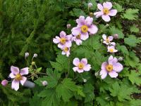 Sasanka japonská (Anemone hupehensis)