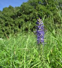Rozrazil klasnatý (Veronica spicata)