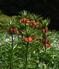 Řebčík královský (Fritillaria imperialis)