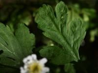 Řimbaba obecná (Pyrethrum parthenium)