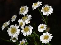 Řimbaba obecná (Pyrethrum parthenium)