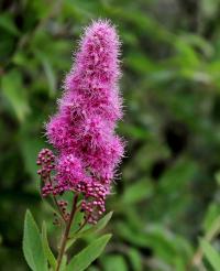 Tavolník Douglasův (Spiraea douglasii)