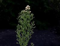 Turanka kanadská (Conyza canadensis) Turanka kanadská (Conyza canadensis)