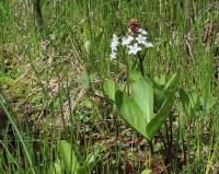 Vachta trojlistá (Menyanthes trifoliata)