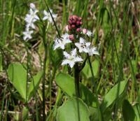 Vachta trojlistá (Menyanthes trifoliata)