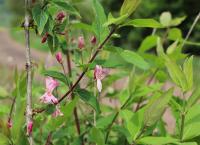Zimolez tatarský (Lonicera tatarica)