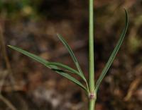 Šater svazčitý (Gypsophila fastigiata)