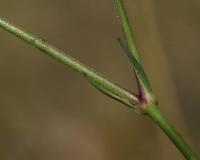 Šater svazčitý (Gypsophila fastigiata)