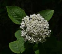 Kalina tušalaj (Viburnum lantana)