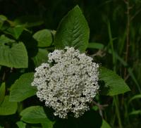 Kalina tušalaj (Viburnum lantana)