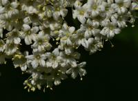 Kalina tušalaj (Viburnum lantana)