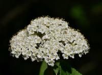 Kalina tušalaj (Viburnum lantana)