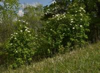 Kalina tušalaj (Viburnum lantana)