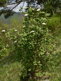 Kalina tušalaj (Viburnum lantana)