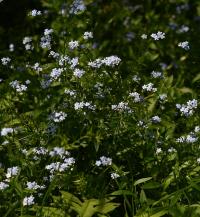 Pomněnka bahenní (Myosotis palustris)